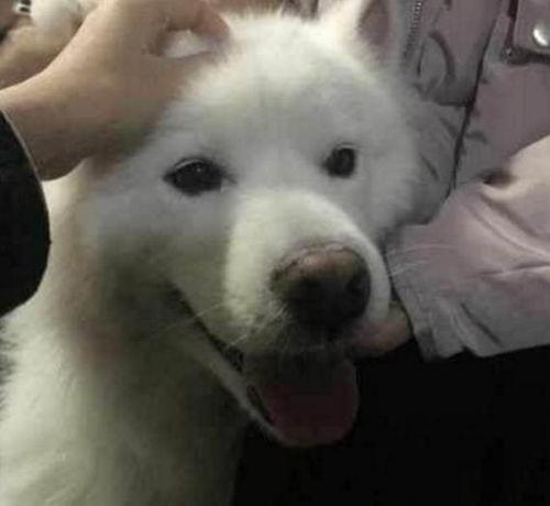 爆料三只萨摩耶视频大全,萌宠集结!三只萨摩耶欢乐视频大盘点 第1张 爆料三只萨摩耶视频大全,萌宠集结!三只萨摩耶欢乐视频大盘点 第1张