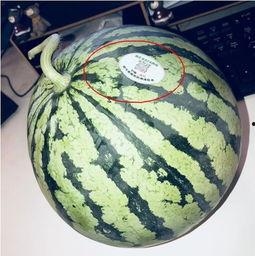 吃瓜网红聚集地,揭秘吃瓜网红聚集地的幕后故事